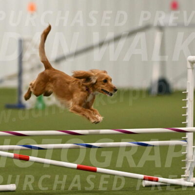 Sparrow-Christina-Coudret-01978