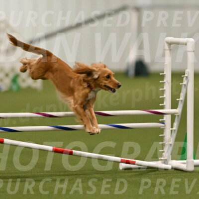 Sparrow-Christina-Coudret-01979