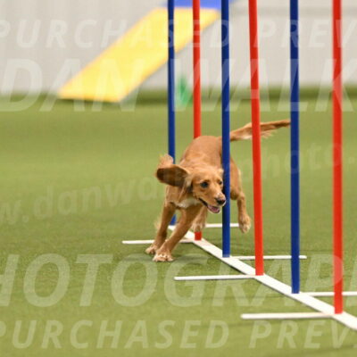 Sparrow-Christina-Coudret-01980