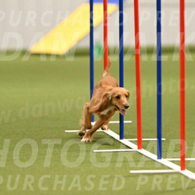 Sparrow-Christina-Coudret-01981