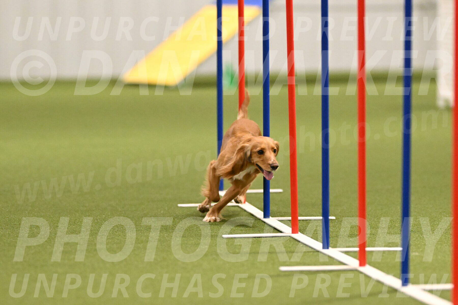 Sparrow-Christina-Coudret-01981