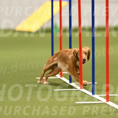 Sparrow-Christina-Coudret-01982