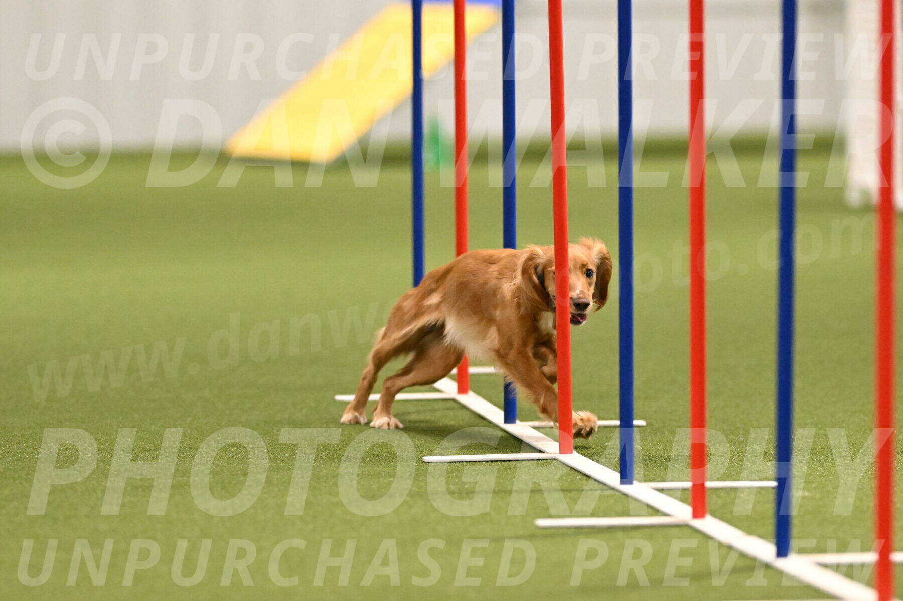 Sparrow-Christina-Coudret-01982