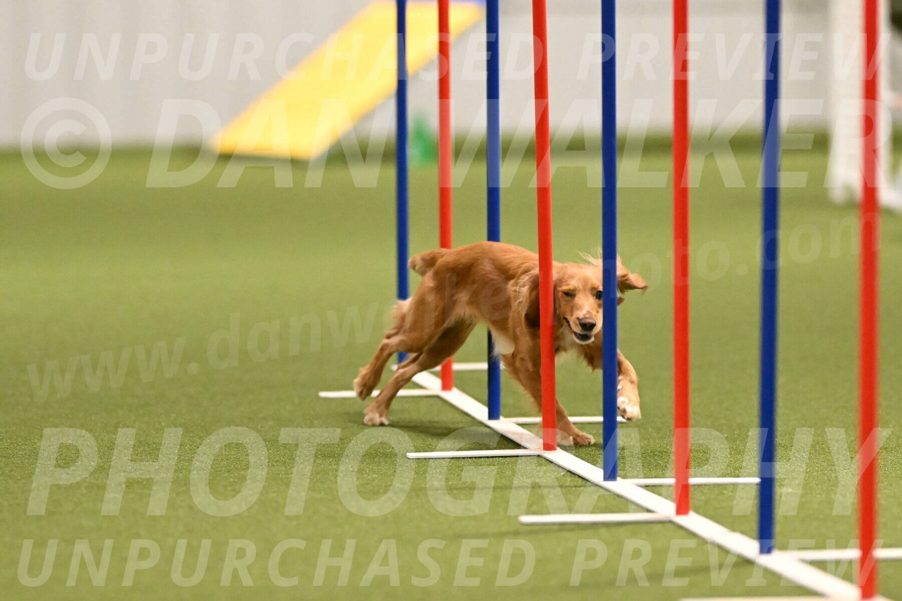 Sparrow-Christina-Coudret-01983