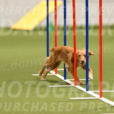 Sparrow-Christina-Coudret-01983