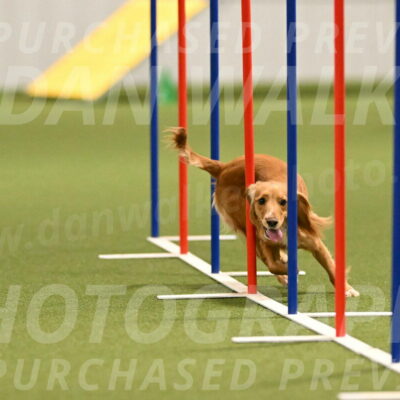 Sparrow-Christina-Coudret-01984