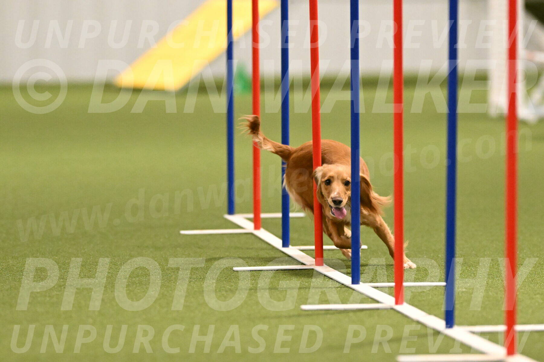 Sparrow-Christina-Coudret-01984