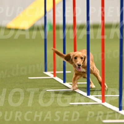 Sparrow-Christina-Coudret-01985