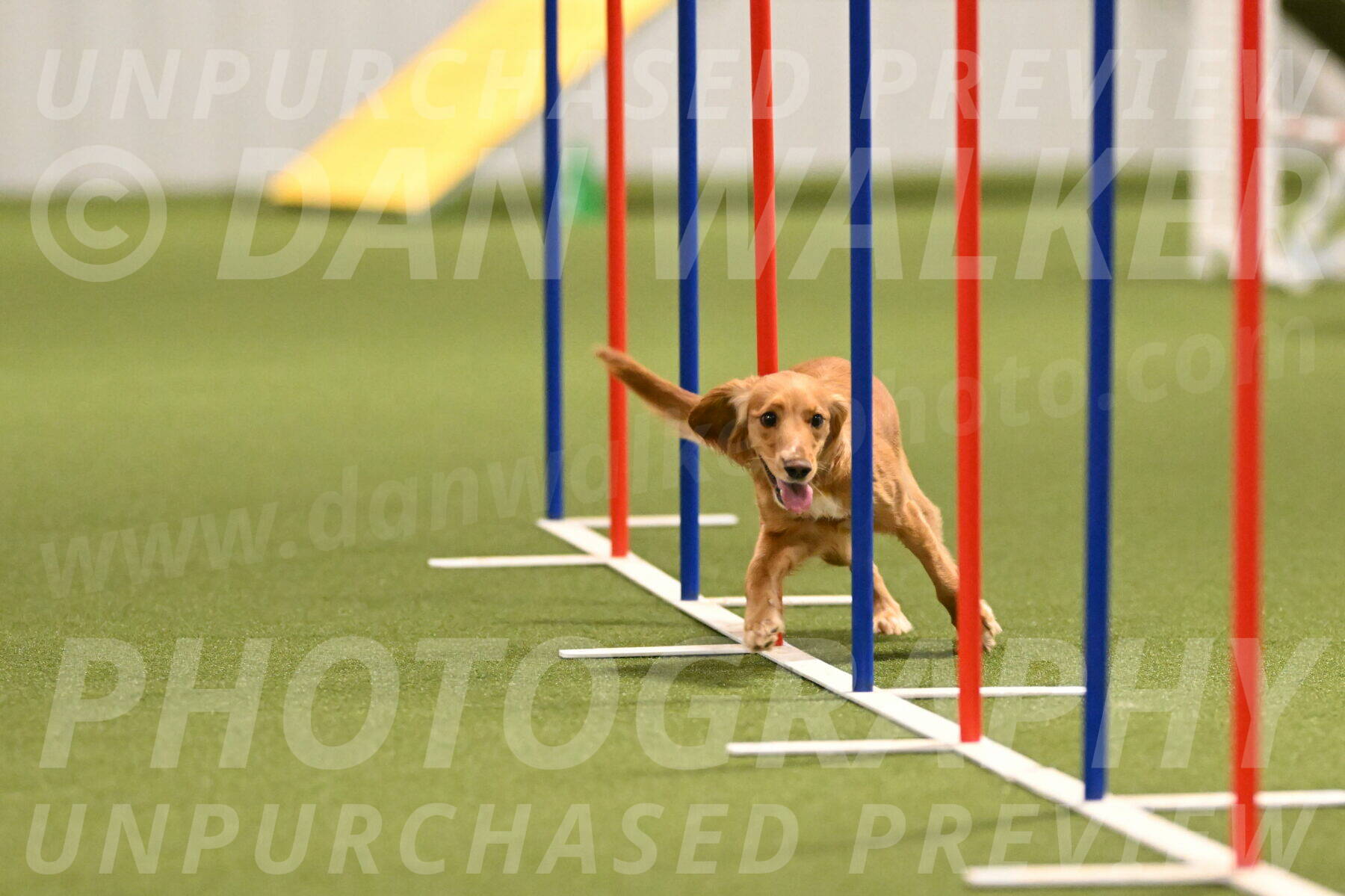 Sparrow-Christina-Coudret-01985