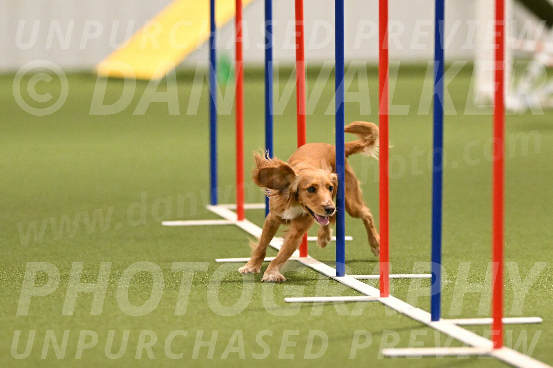 Sparrow-Christina-Coudret-01986