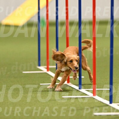 Sparrow-Christina-Coudret-01986