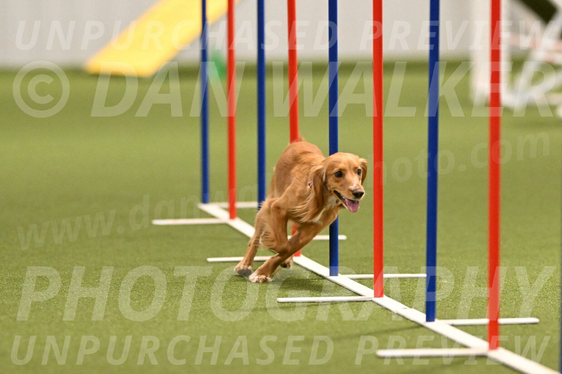 Sparrow-Christina-Coudret-01987