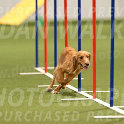 Sparrow-Christina-Coudret-01987