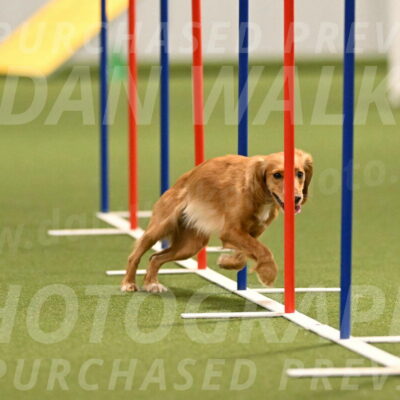 Sparrow-Christina-Coudret-01988