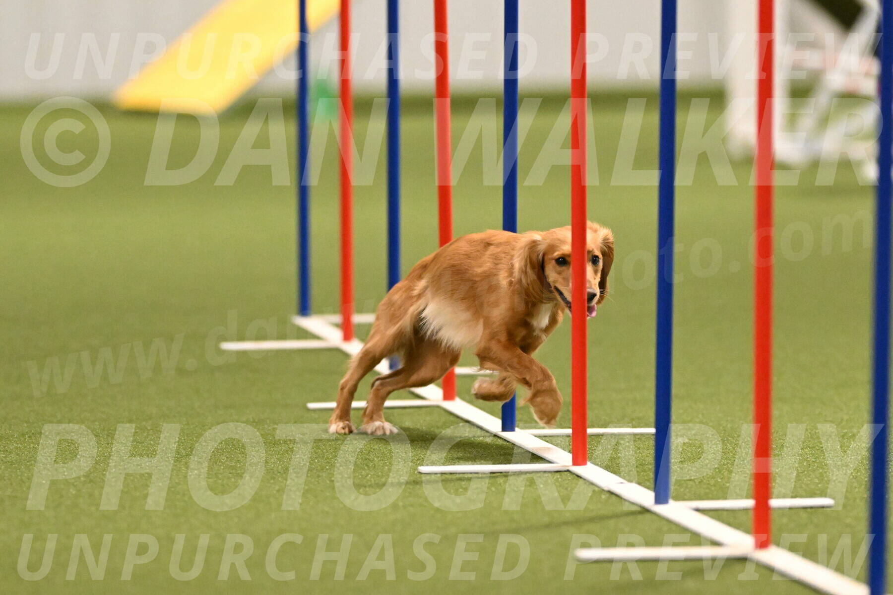 Sparrow-Christina-Coudret-01988