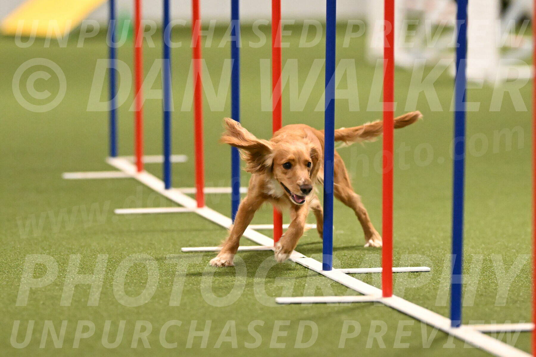 Sparrow-Christina-Coudret-01989