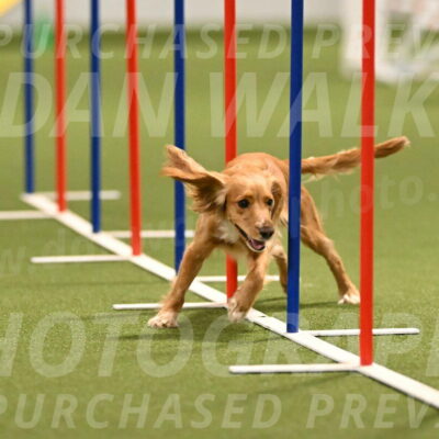 Sparrow-Christina-Coudret-01989