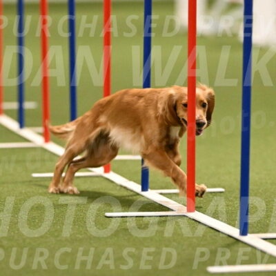 Sparrow-Christina-Coudret-01990