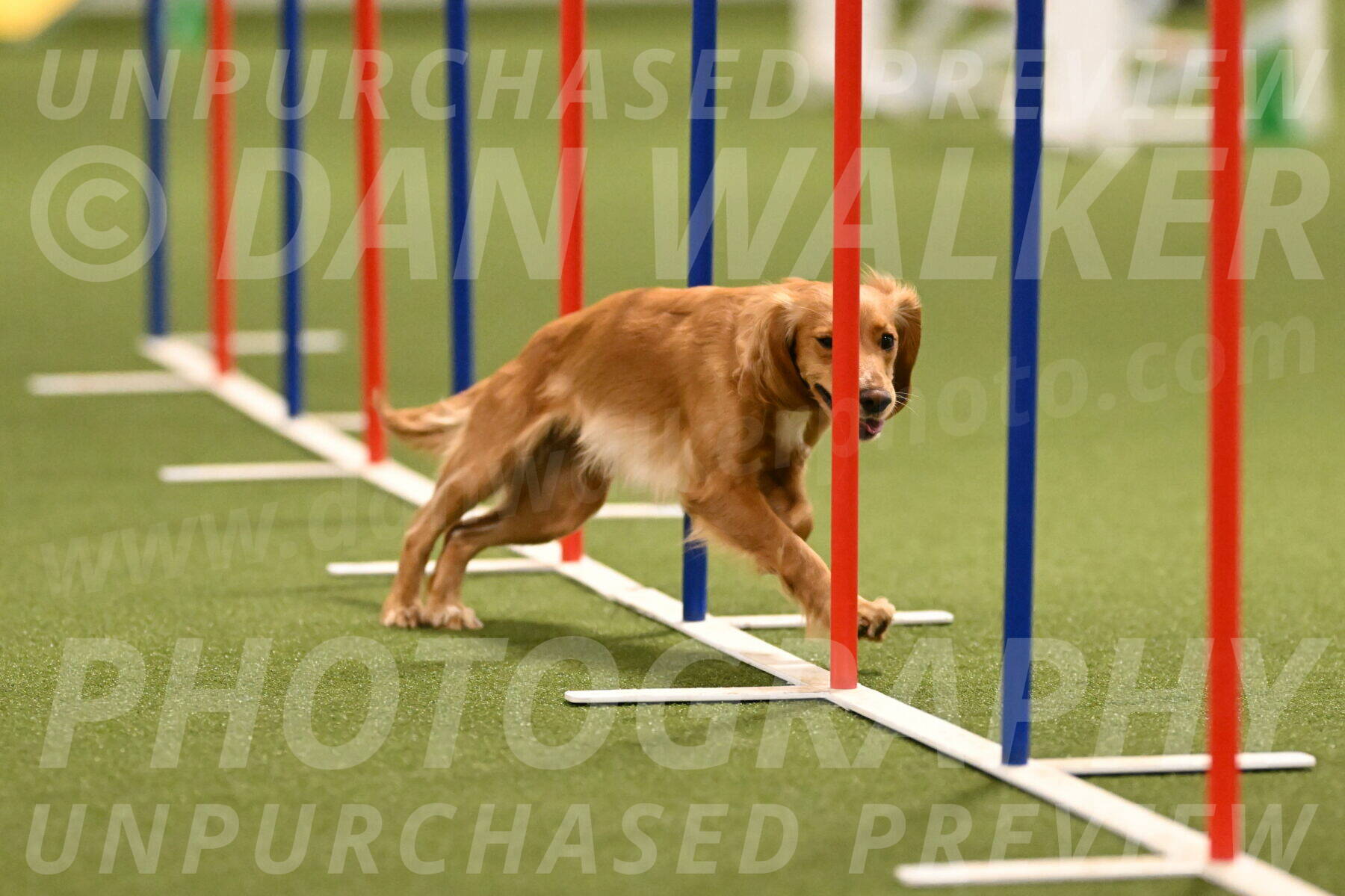 Sparrow-Christina-Coudret-01990