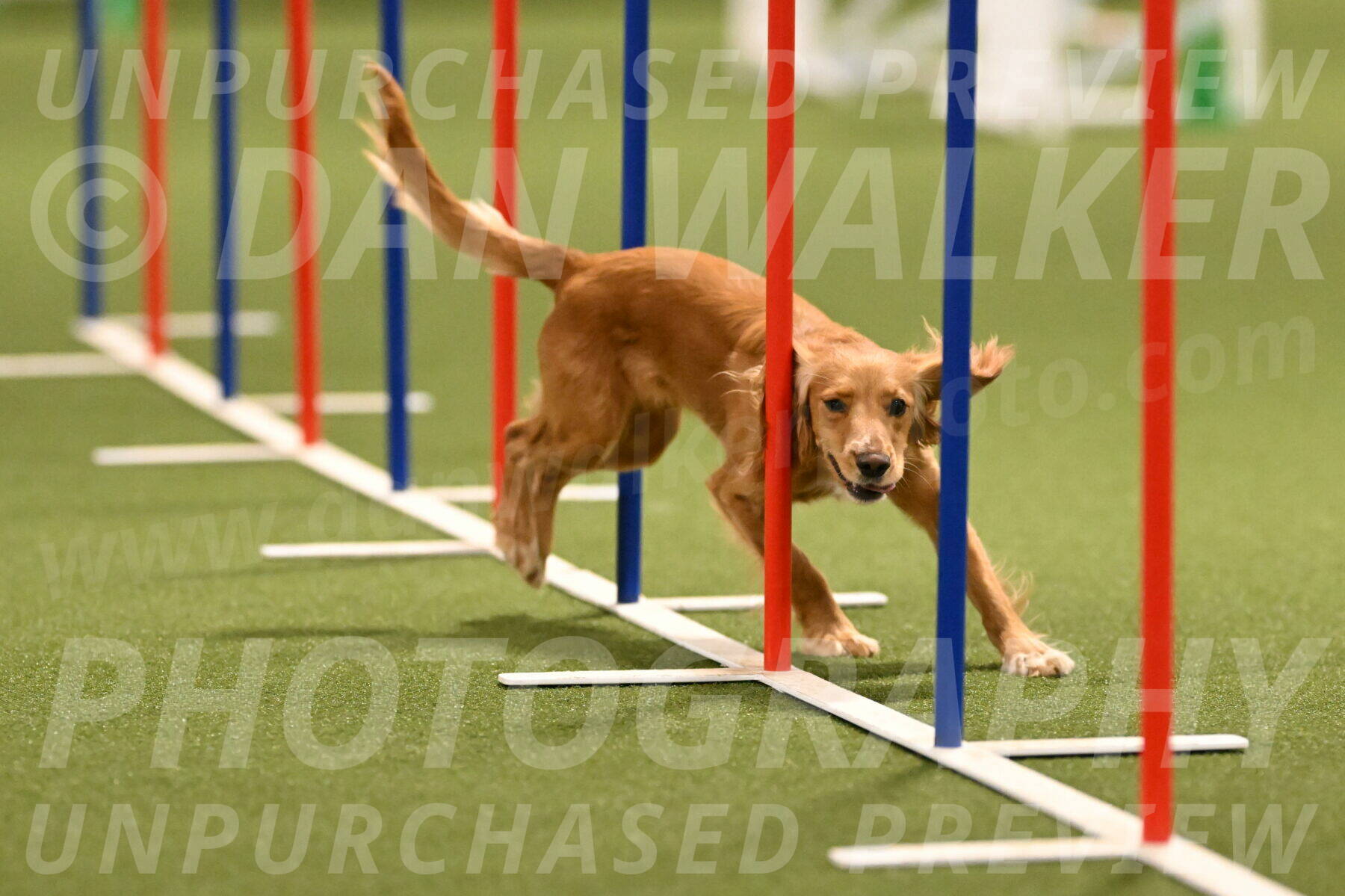 Sparrow-Christina-Coudret-01991