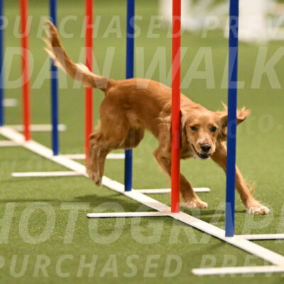 Sparrow-Christina-Coudret-01991