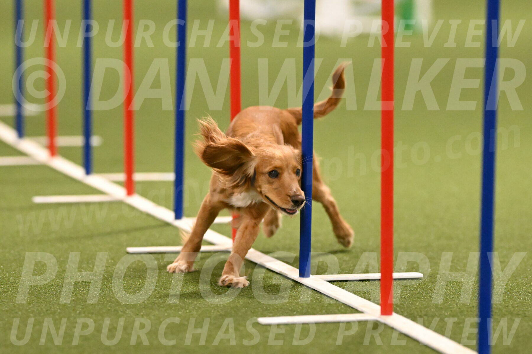 Sparrow-Christina-Coudret-01992