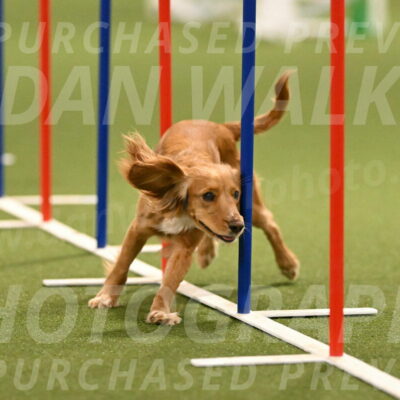 Sparrow-Christina-Coudret-01992