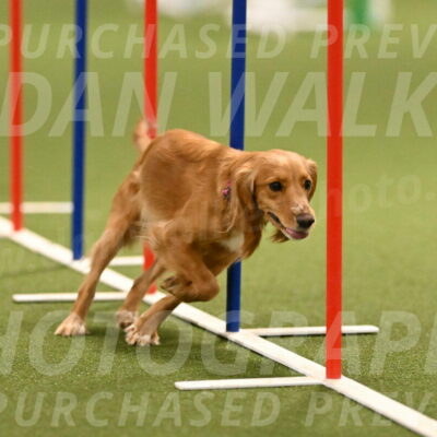 Sparrow-Christina-Coudret-01993