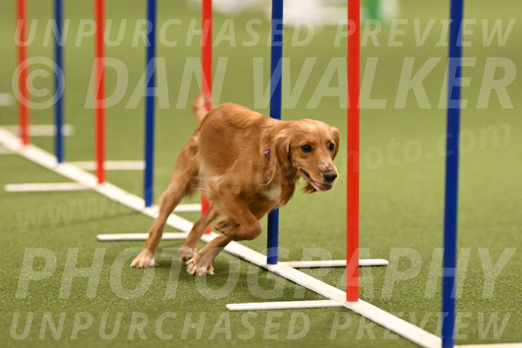 Sparrow-Christina-Coudret-01993