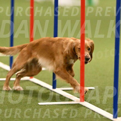 Sparrow-Christina-Coudret-01994