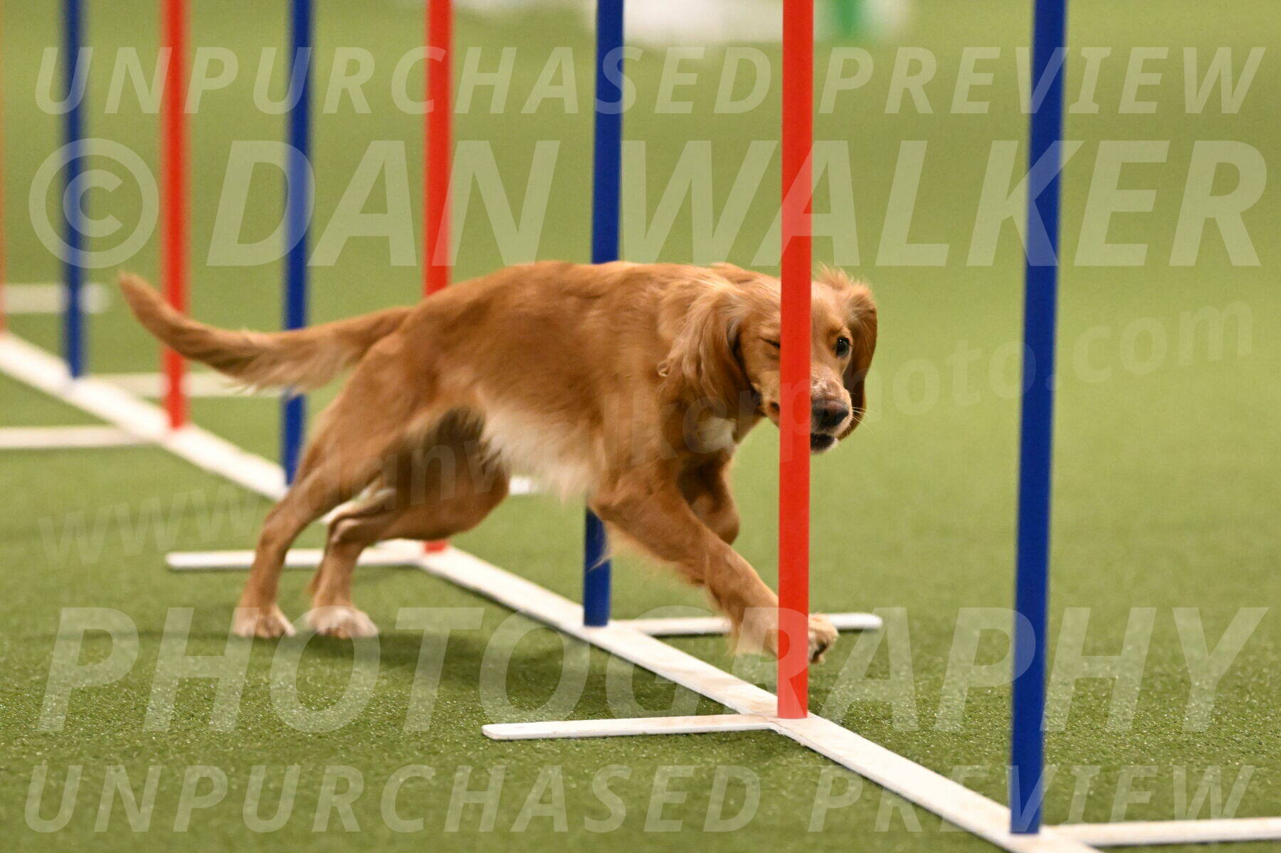 Sparrow-Christina-Coudret-01994