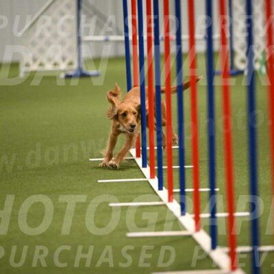 Sparrow-Christina-Coudret-01995