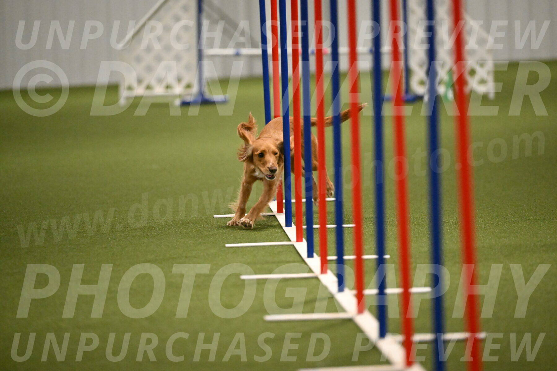 Sparrow-Christina-Coudret-01995