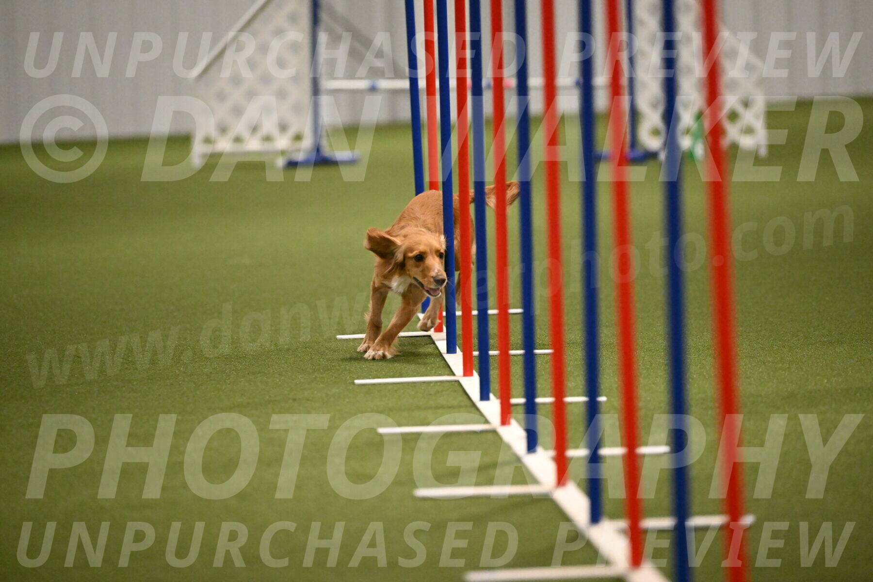 Sparrow-Christina-Coudret-01996