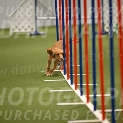 Sparrow-Christina-Coudret-01996