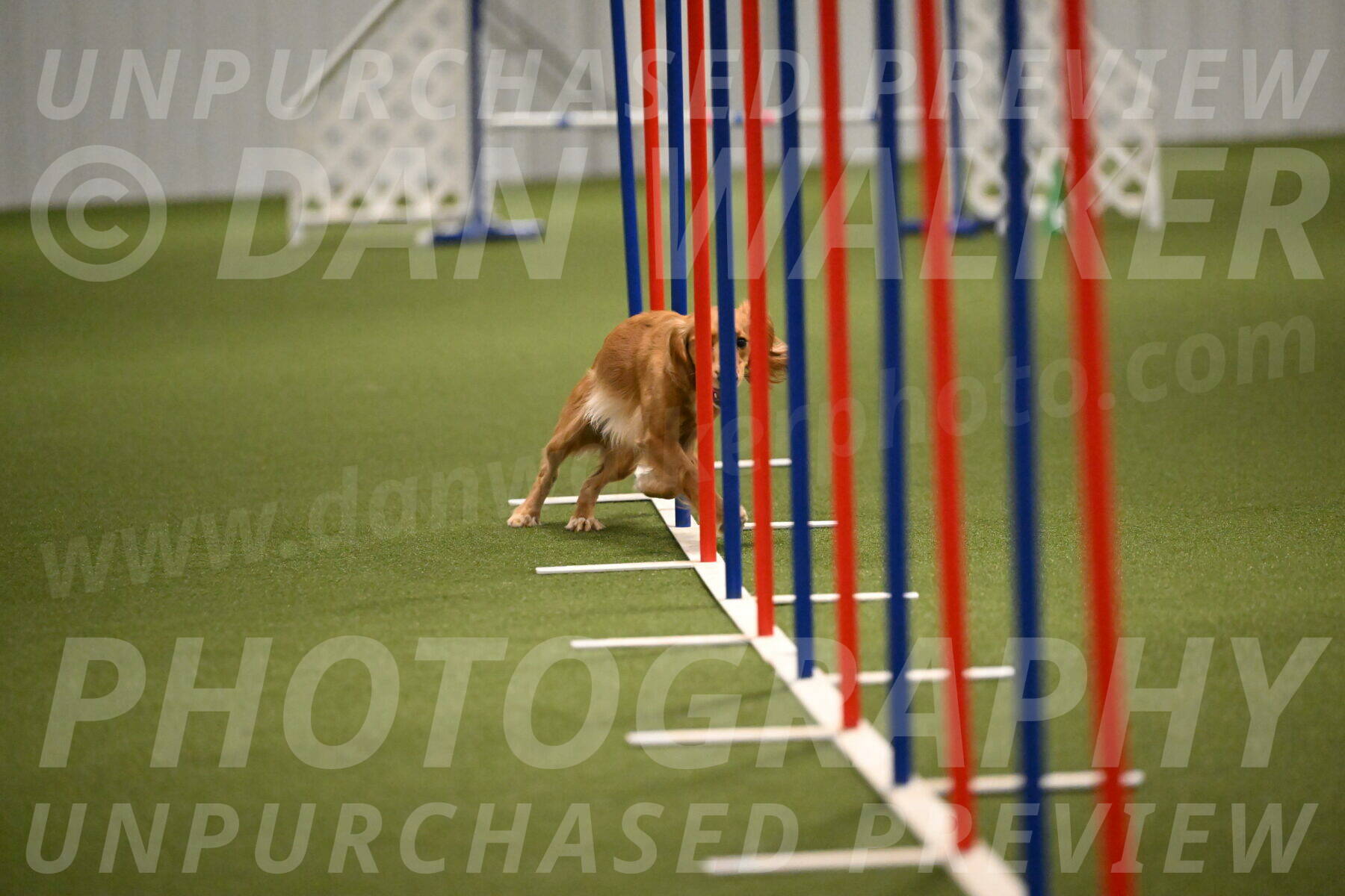 Sparrow-Christina-Coudret-01997