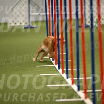 Sparrow-Christina-Coudret-01997