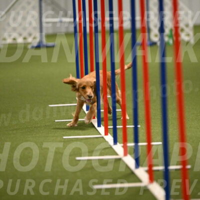 Sparrow-Christina-Coudret-01998