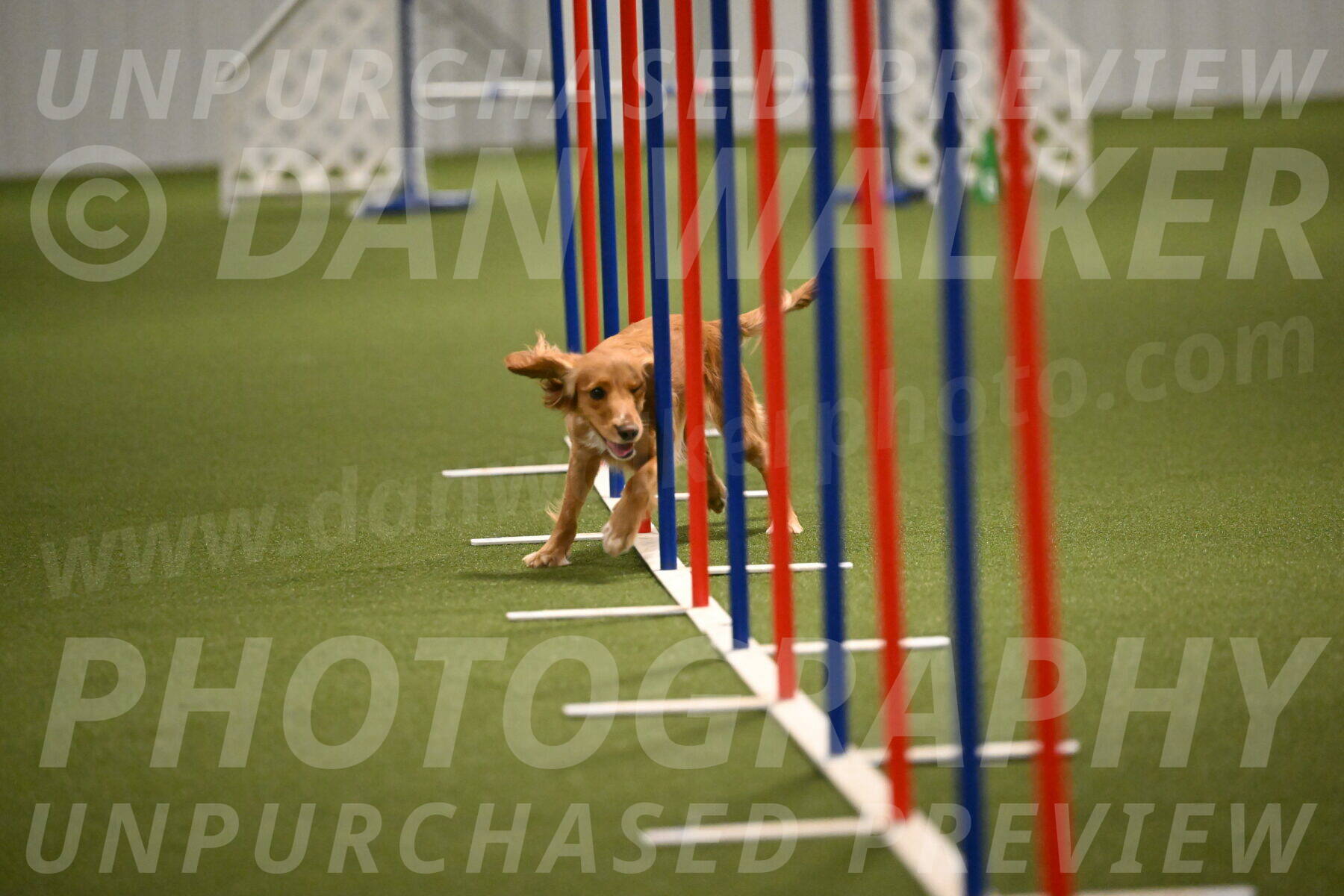 Sparrow-Christina-Coudret-01998