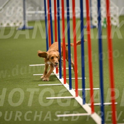 Sparrow-Christina-Coudret-01999