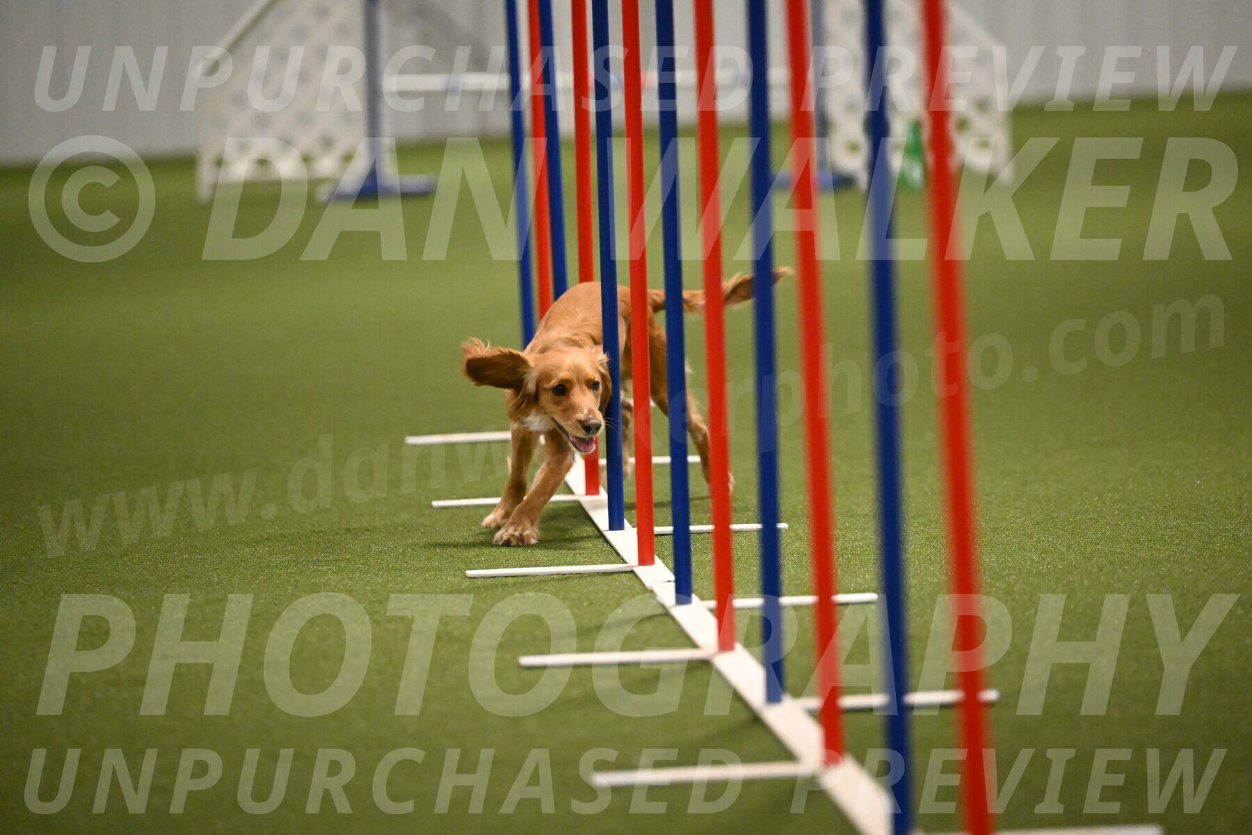 Sparrow-Christina-Coudret-01999