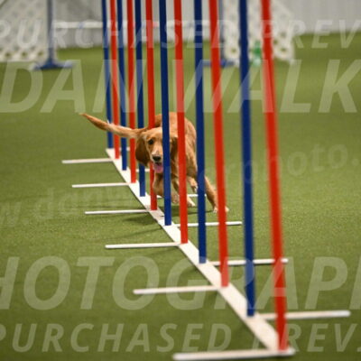 Sparrow-Christina-Coudret-02000