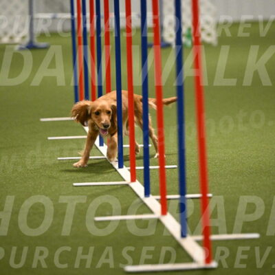 Sparrow-Christina-Coudret-02001