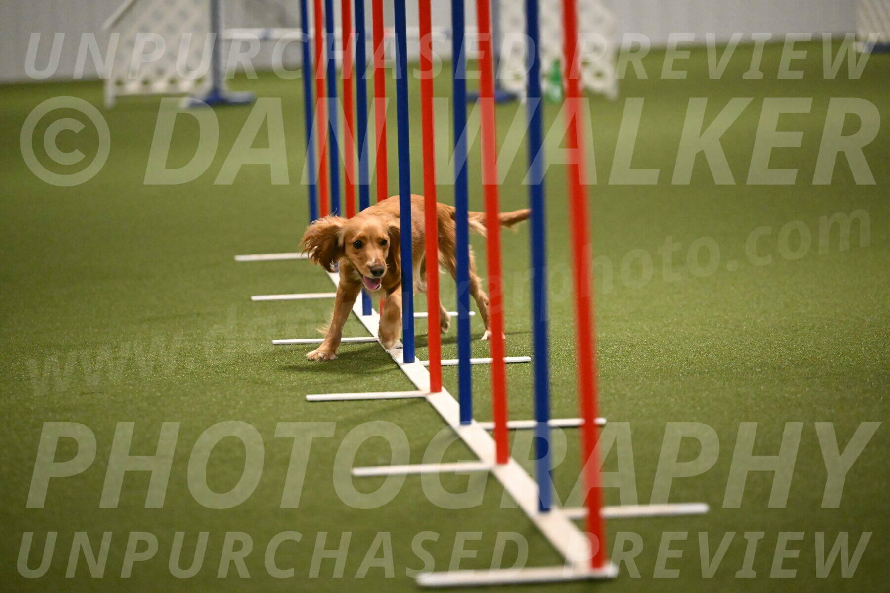 Sparrow-Christina-Coudret-02001