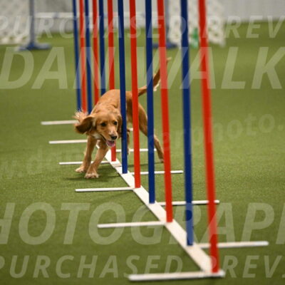 Sparrow-Christina-Coudret-02002