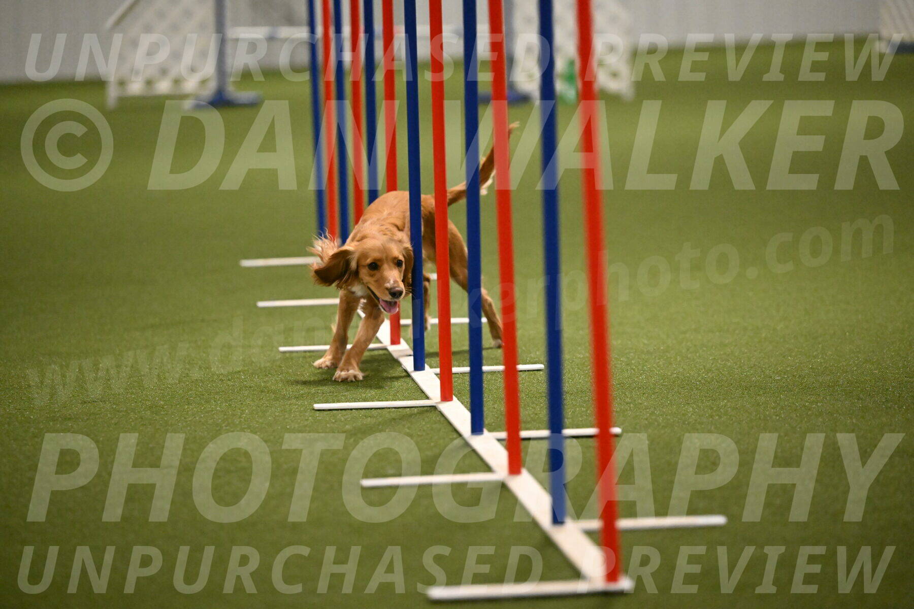 Sparrow-Christina-Coudret-02002