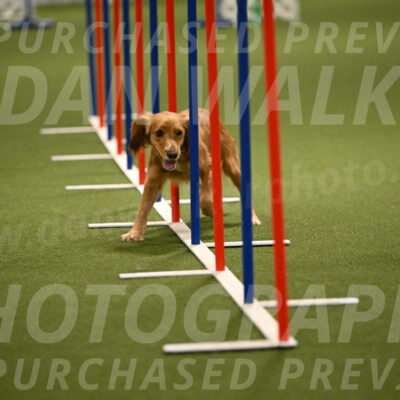 Sparrow-Christina-Coudret-02003