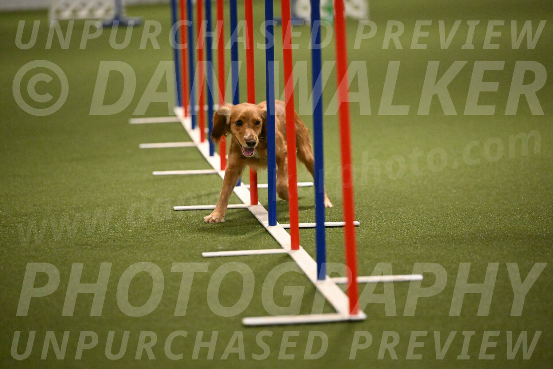 Sparrow-Christina-Coudret-02003