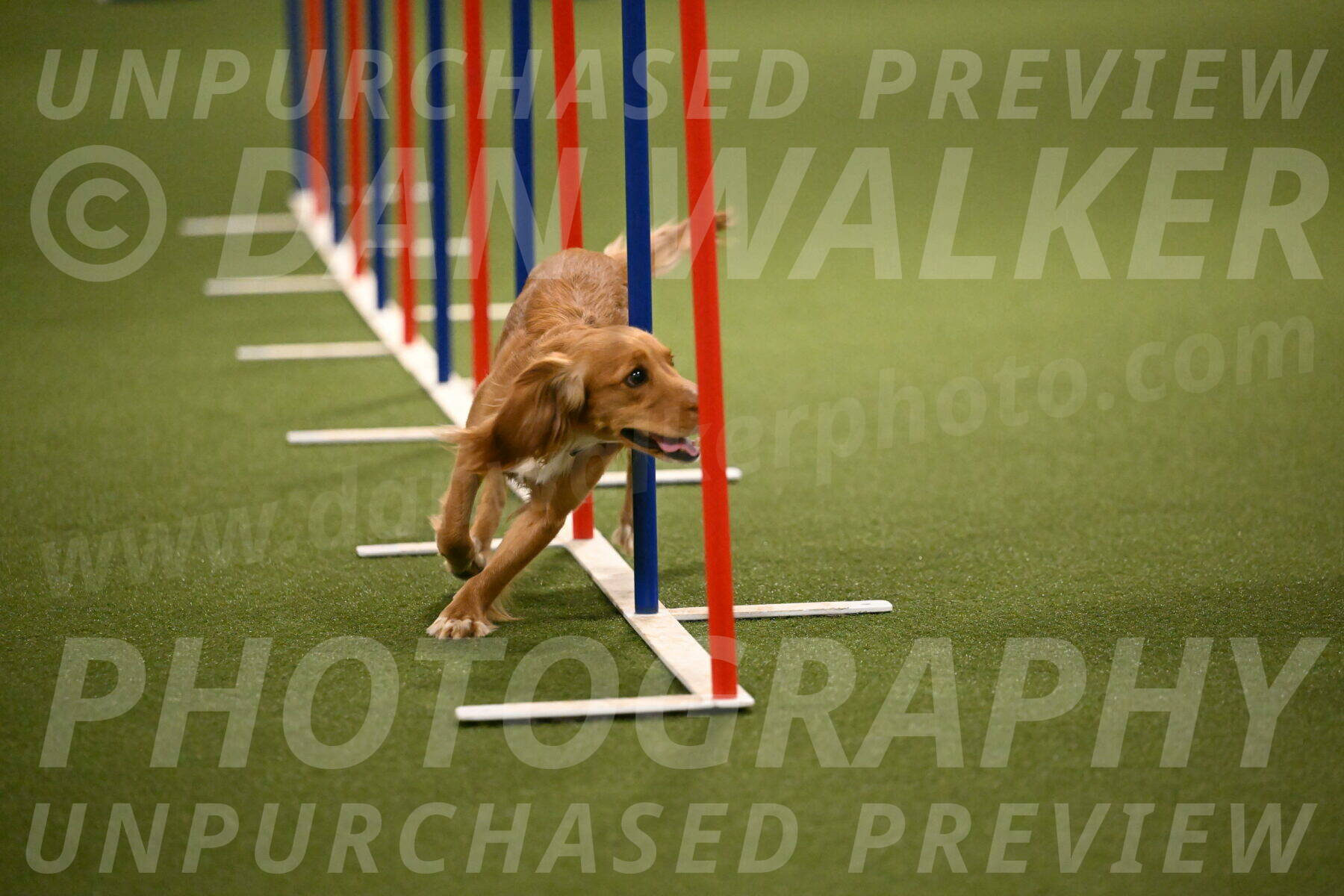 Sparrow-Christina-Coudret-02004