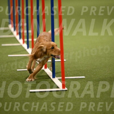 Sparrow-Christina-Coudret-02004